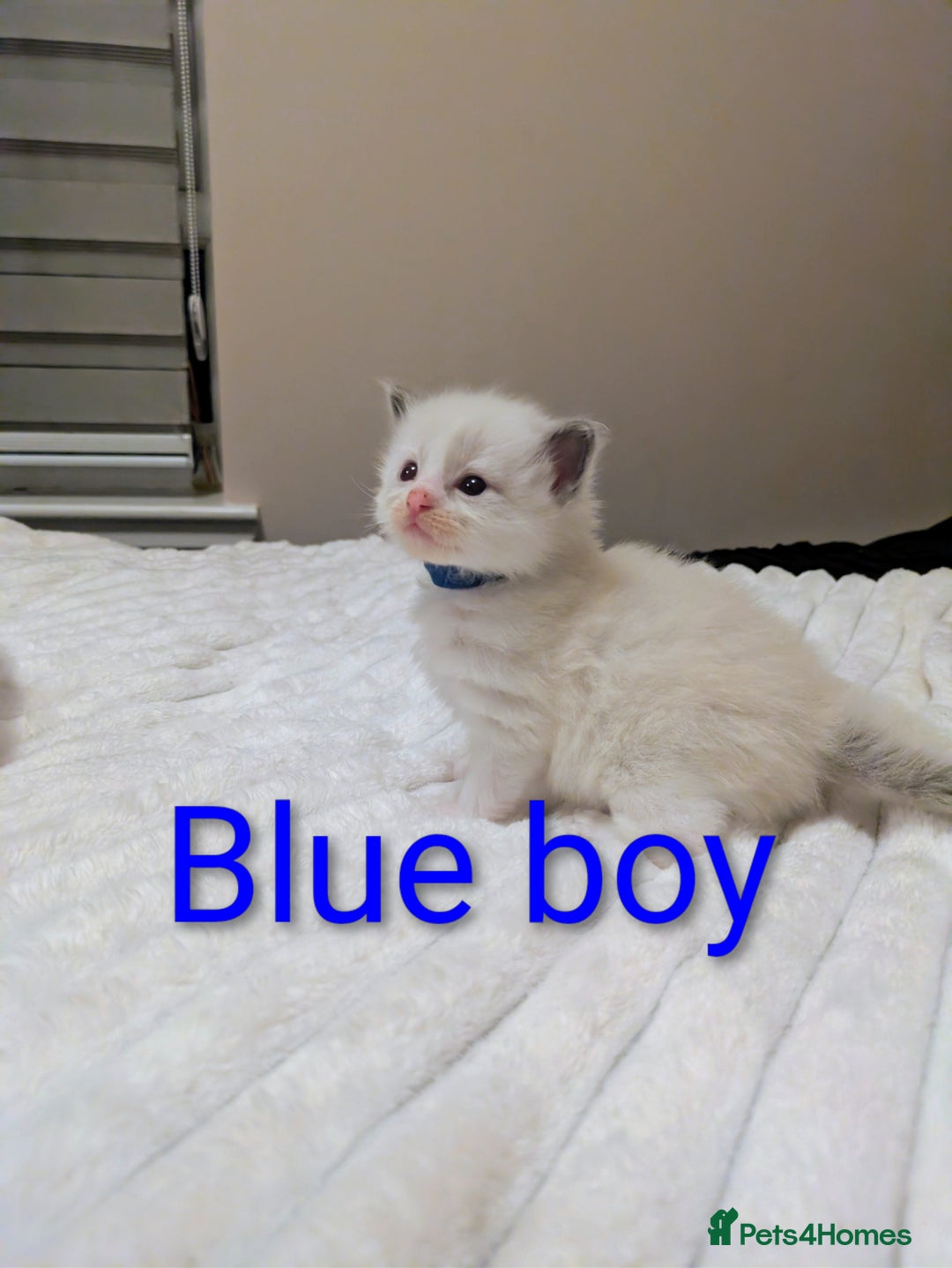 Ragdoll cats for sale: 5 beautiful kittens pure Ragdoll  - Advert 8