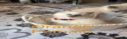 Ragdoll cats for sale: 💙6 Beautiful Pure Ragdoll Kittens💙 - Advert 16