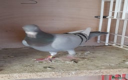 Pigeons birds for sale: Racing Pigeons - Image 4