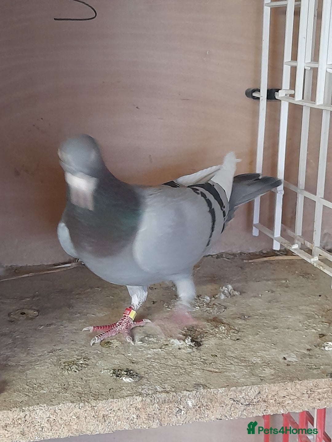 Pigeons birds for sale: Racing Pigeons - Image 4