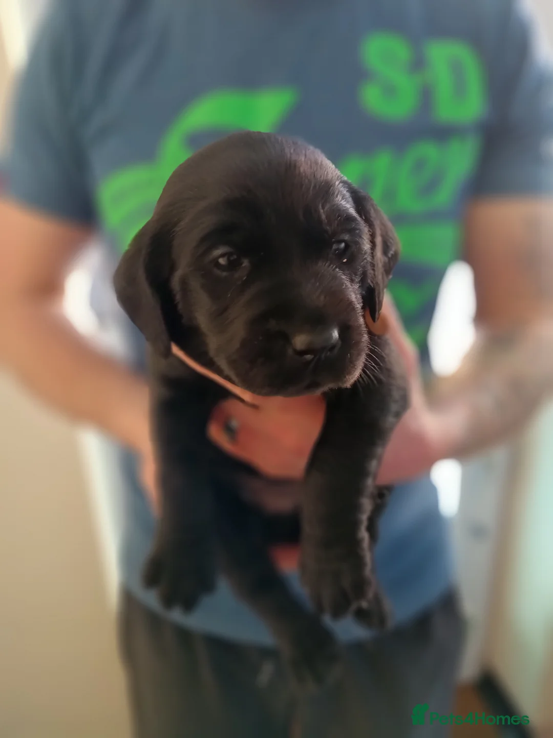Labrador Retriever dogs for sale: KC reg yellow & black Labrador puppies socialised - Advert 29