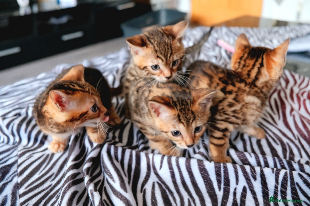 Bengal cats for sale: GORGEOUS RARE BENGAL BOY FOR REHOME 😻 - Image 3
