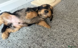 Cockapoo dogs for sale: Beautiful Cockerpoo Puppies. (Sand, Merle, Black) - Image 12