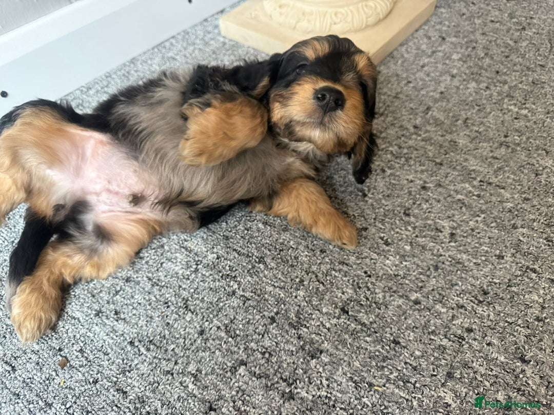Cockapoo dogs for sale: Beautiful Cockerpoo Puppies. (Sand, Merle, Black) - Image 12