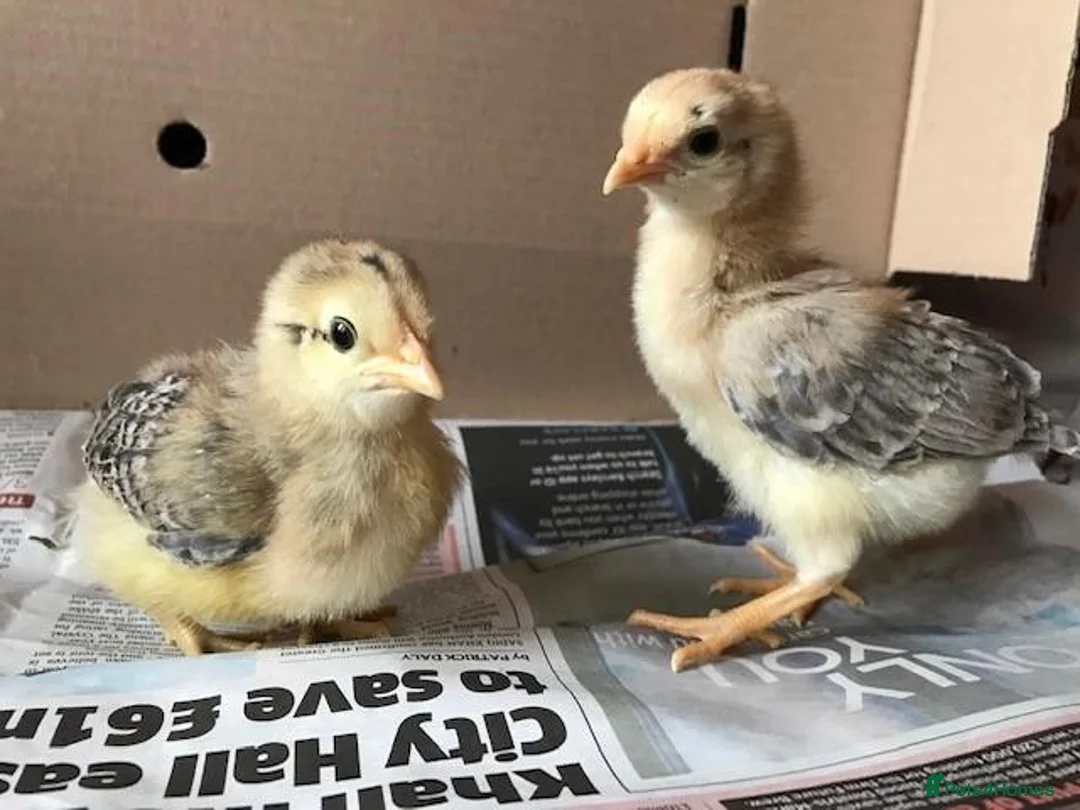 Chickens poultry for sale: Chicks Available  - Advert 2