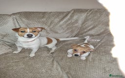 Jack Russell dogs for sale: Jack Russel boy 2 yrs old - Advert 3