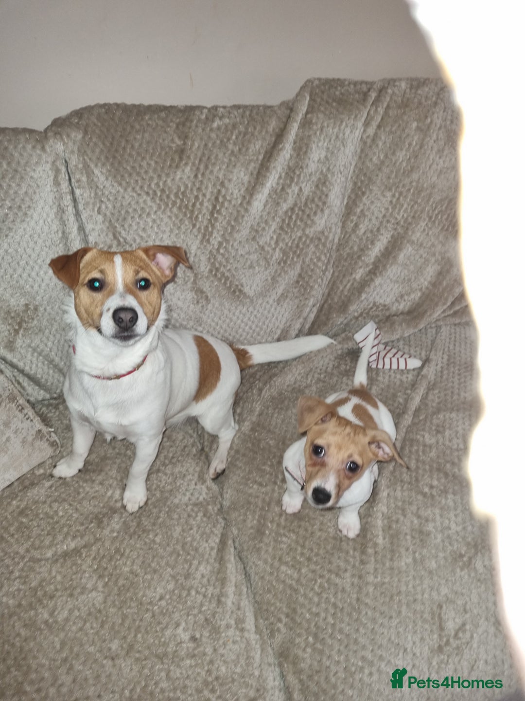 Jack Russell dogs for sale: Jack Russel boy 2 yrs old - Advert 3