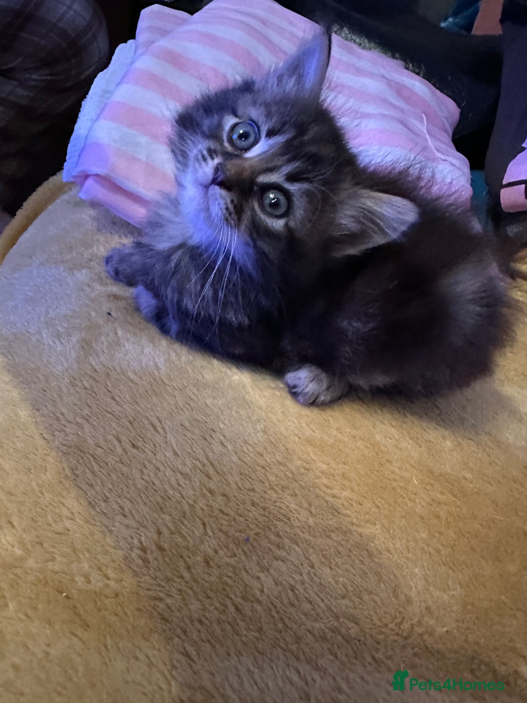 Mixed Breed cats for sale: Ragdoll Cross Kittens, 2 boys 1 girl - Advert 27