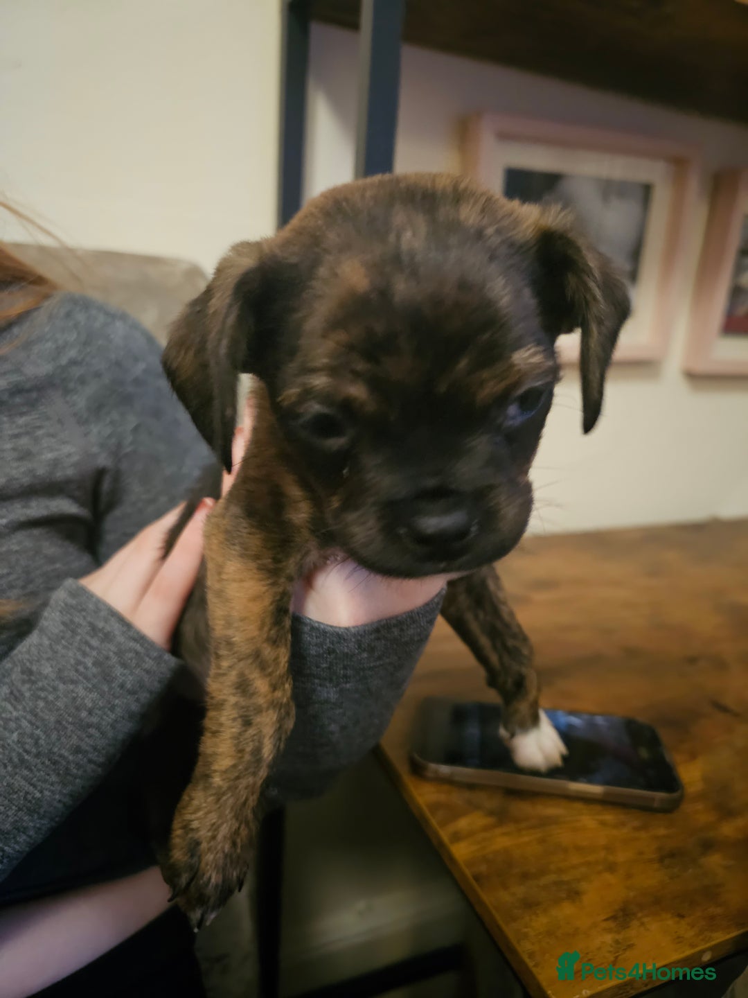 Mixed Breed dogs for sale: Staffy cross puppies  - Advert 20