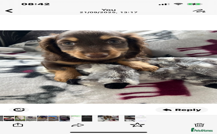Dachshund dogs - Advert 10