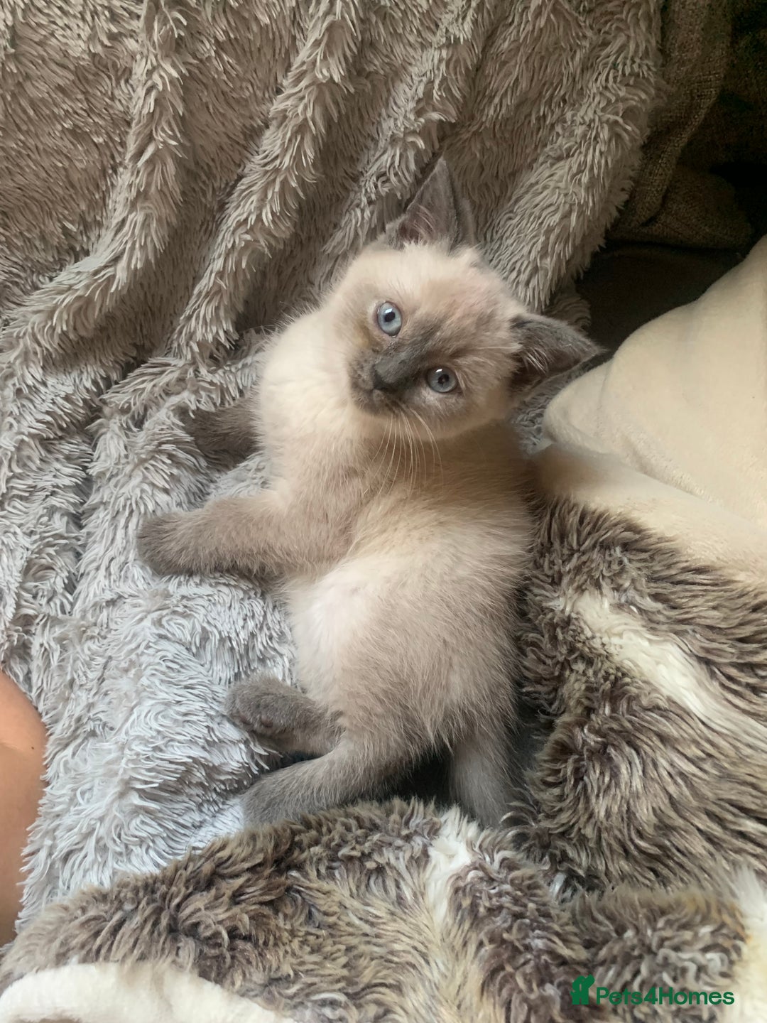 Persian cats for sale: cute 9wk old adorable bundle of joy Persian kitten - Advert 2