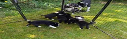 Border Collie dogs for sale: Pedigree Border collie pups - Advert 4