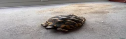 Hermann Tortoise reptiles for sale: Hermann Tortoise 26yr old in Chard - Advert 2