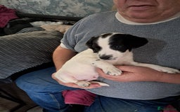 Mixed Breed dogs for sale: Splurcherpoo - Image 3