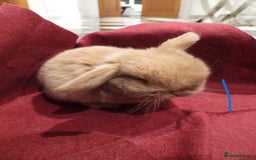 Mini Lop rabbits for sale: Adorable Purebred Mini Lop Babies - Image 4