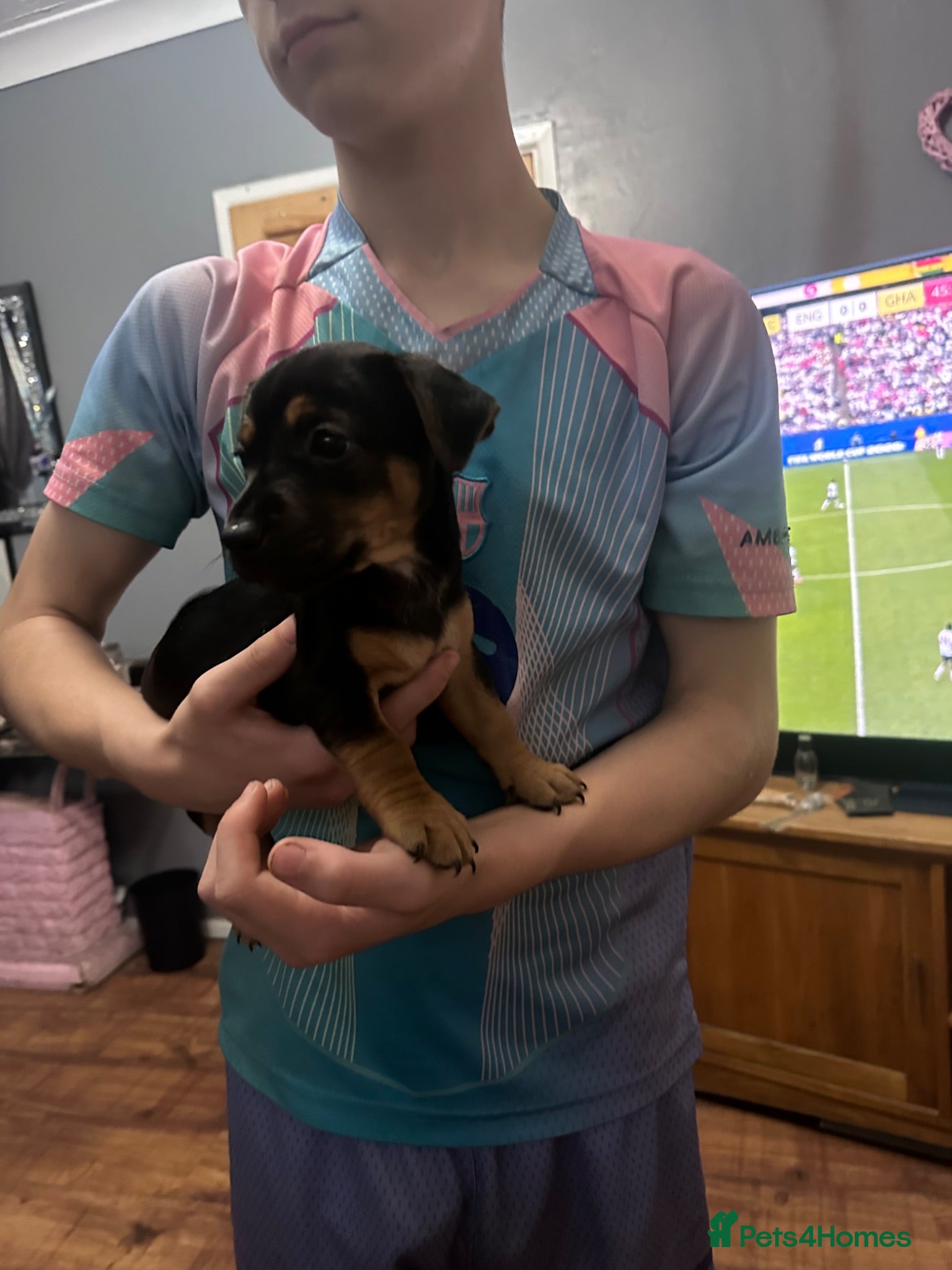 Jack Russell dogs Two beautiful pups looking for their forever homes - Advert 1