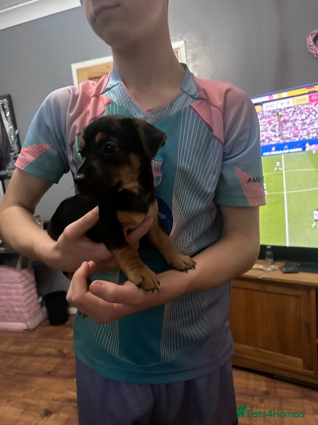Jack Russell dogs for sale: Two beautiful pups looking for their forever homes - Advert 1
