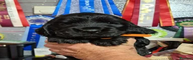 Cocker Spaniel 2