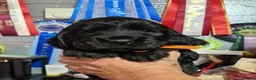 Cocker Spaniel dogs for sale: 3 PURE SHOW BLACK COCKER SPANIEL PUPPIES.  - Advert 9