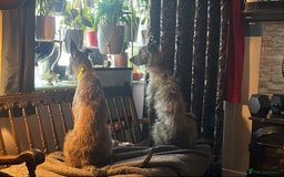Mixed Breed dogs for sale: Lurcher Siblings - Image 10