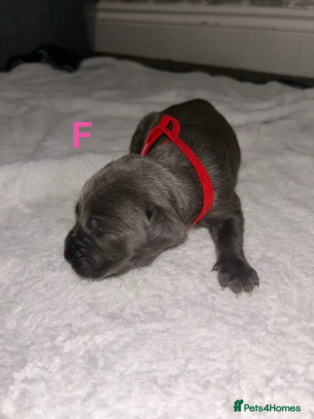Cane Corso dogs for sale: 🐾 Beautiful Cane Corso Mastiff Puppies for Sale  - Advert 2