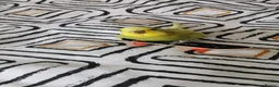 Budgerigars birds for sale: Budgies - Bobbie & Mango in Westbury - Advert 9