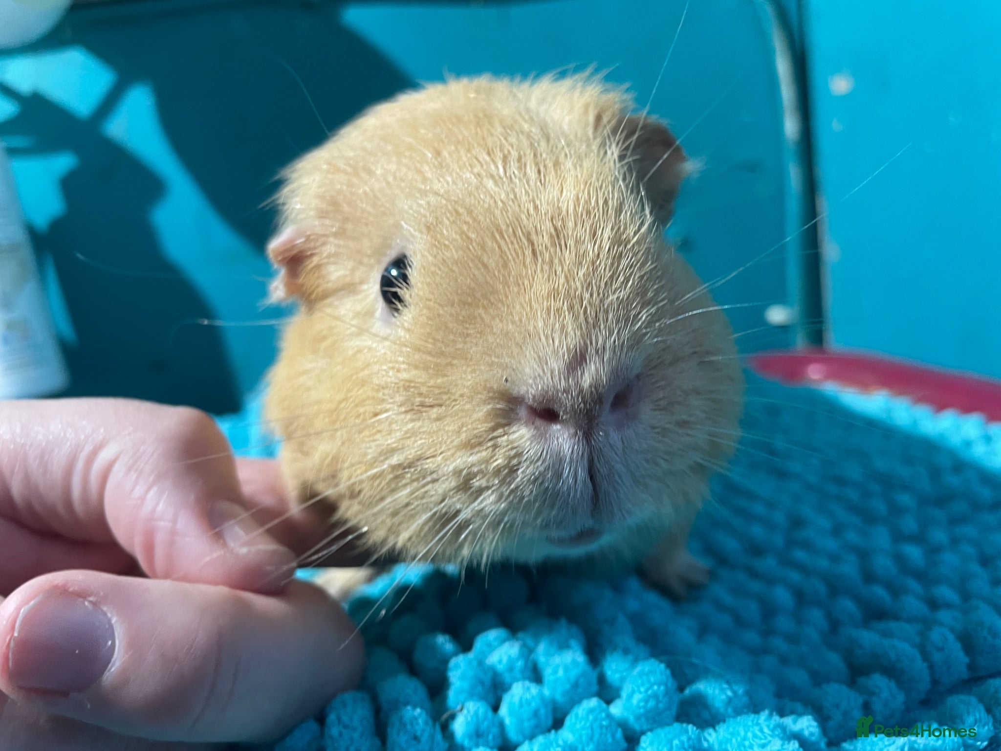 Guinea Pig rodents Lovely Male Guinea Pig - Advert 7