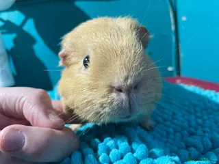 Guinea Pig rodents Lovely Male Guinea Pig - Advert 3