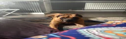 Presa Canario dogs for stud: Gorgeous pressa 10/10  in Liverpool - Advert 4