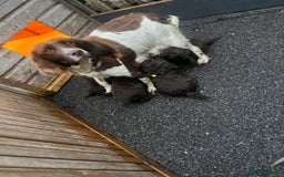 Cockapoo dogs for sale: Cockapoo puppies  - Advert 1