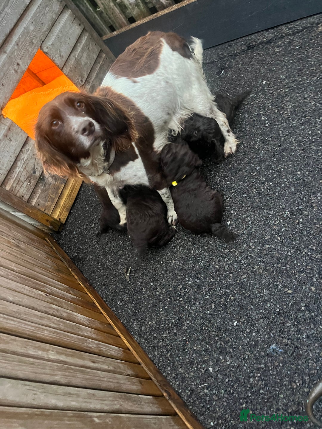 Cockapoo dogs for sale: Cockapoo puppies  - Advert 1