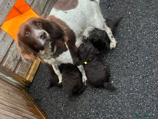 Cockapoo dogs for sale: Cockapoo puppies - Advert 1