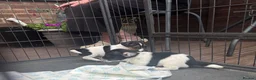 Jack Russell dogs for sale: Stunning litter of jackrussels  - Advert 20