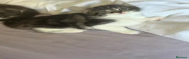Norwegian Forest Cat 2