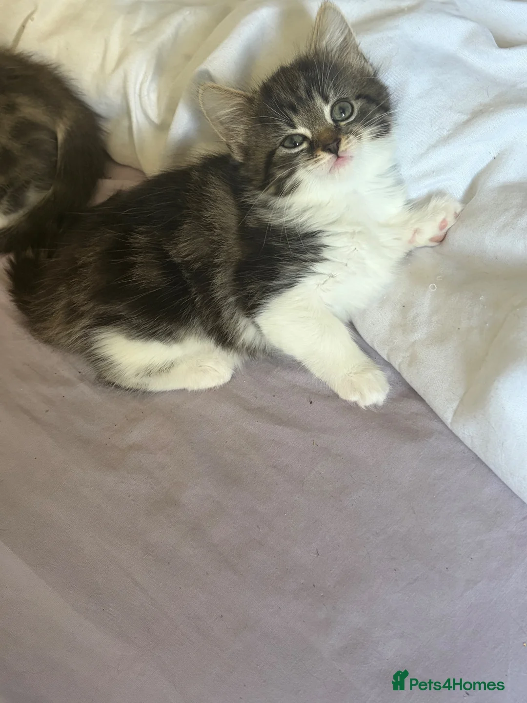 Norwegian Forest Cat cats for sale: Two female Norwegian Forest kittens  in Blyth - Advert 2