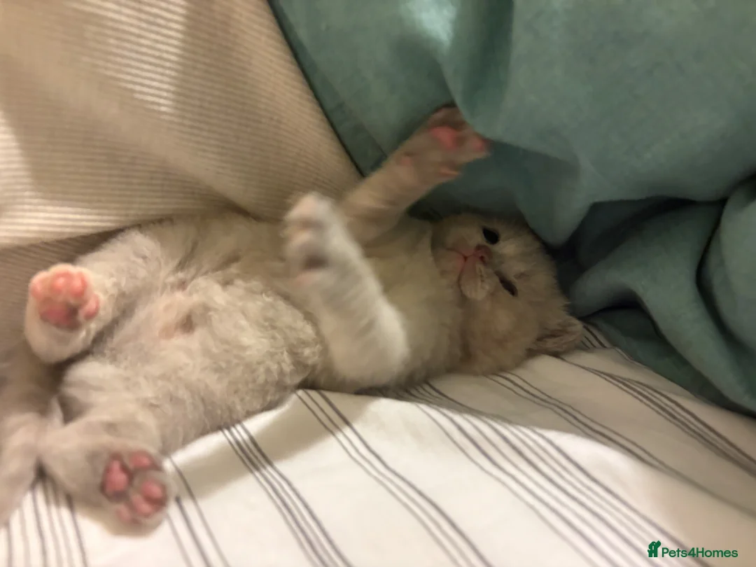 British Shorthair cats for sale: 🩷8 week old Lilac British Shorthair kitten🩷 - Advert 18