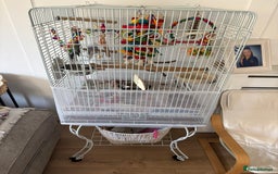 Budgerigars birds for sale: 2x budgies with complete set up cage purple blue - Image 1