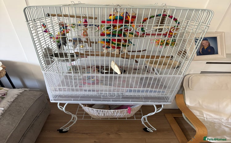 Budgerigars birds - Advert 2