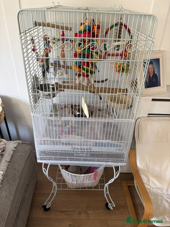 Budgerigars birds - Advert 2