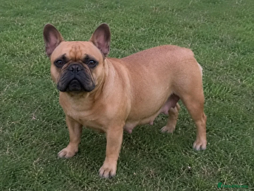 French Bulldog dogs for sale: frenchie puppies available  - Advert 4