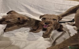 Irish Terrier dogs for sale: Home raised Irish terrier  - Image 15