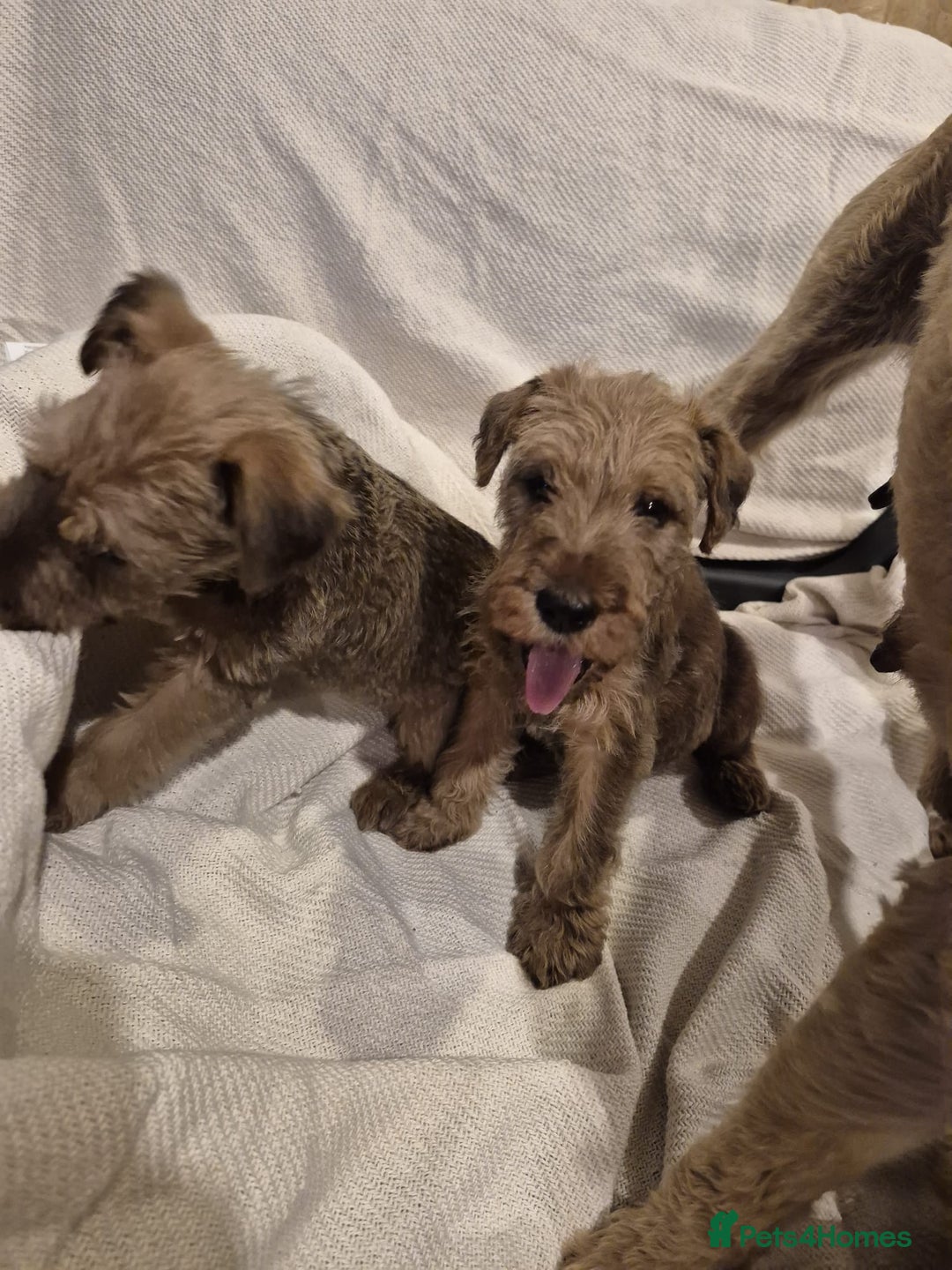 Irish Terrier dogs for sale: Home raised Irish terrier  - Image 15