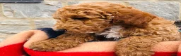Cockapoo dogs for sale: 🧡💛 ADORABLE F1B COCKAPOO PUPPIES 💛🧡 - Advert 7