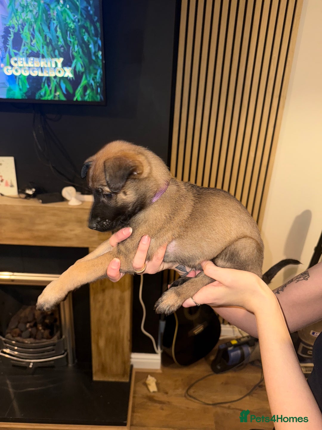 Belgian Shepherd Dog dogs for sale: Pure Belgian Malinois Puppies - Advert 20