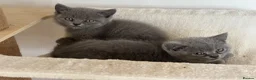 British Shorthair cats for sale: 3 stunning BSH Kittens available now  - Advert 7