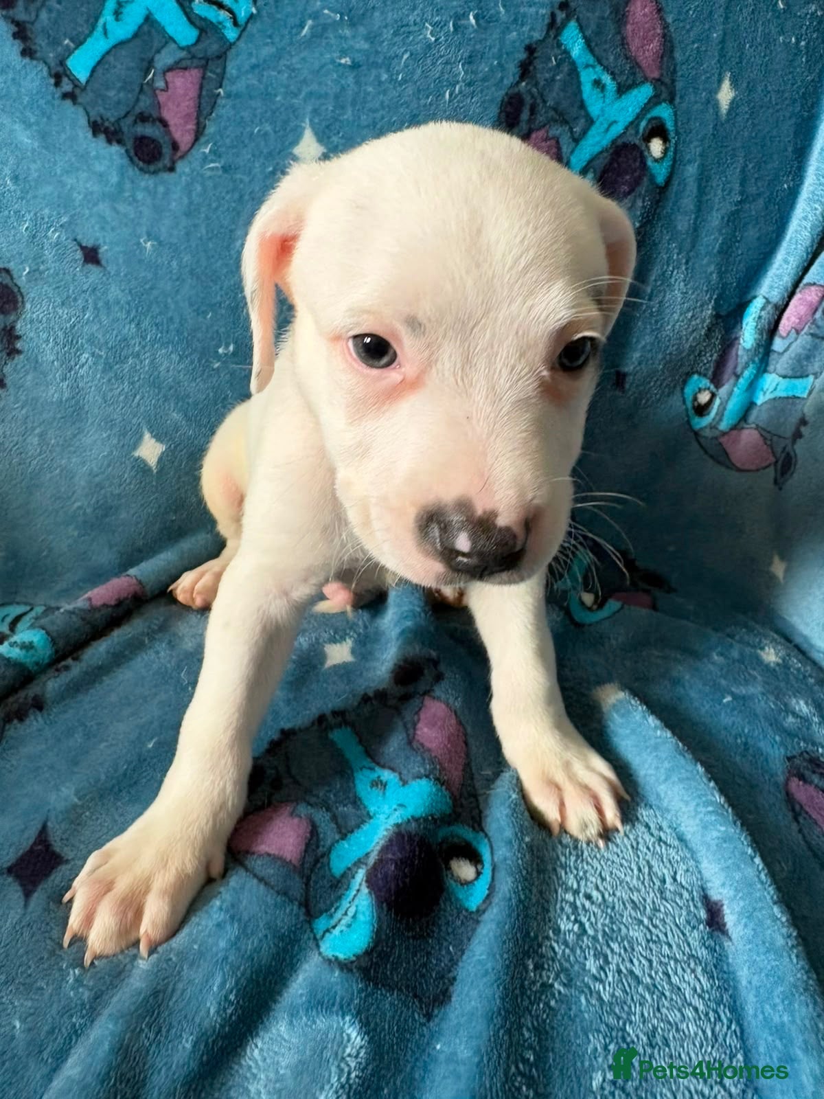 Staffordshire Bull Terrier dogs 1 Prince left - Advert 1