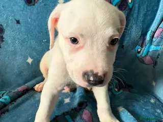 Staffordshire Bull Terrier dogs 1 Prince left - Advert 1