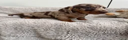 Miniature Dachshund dogs for sale: Miniature dachshund  - Advert 16
