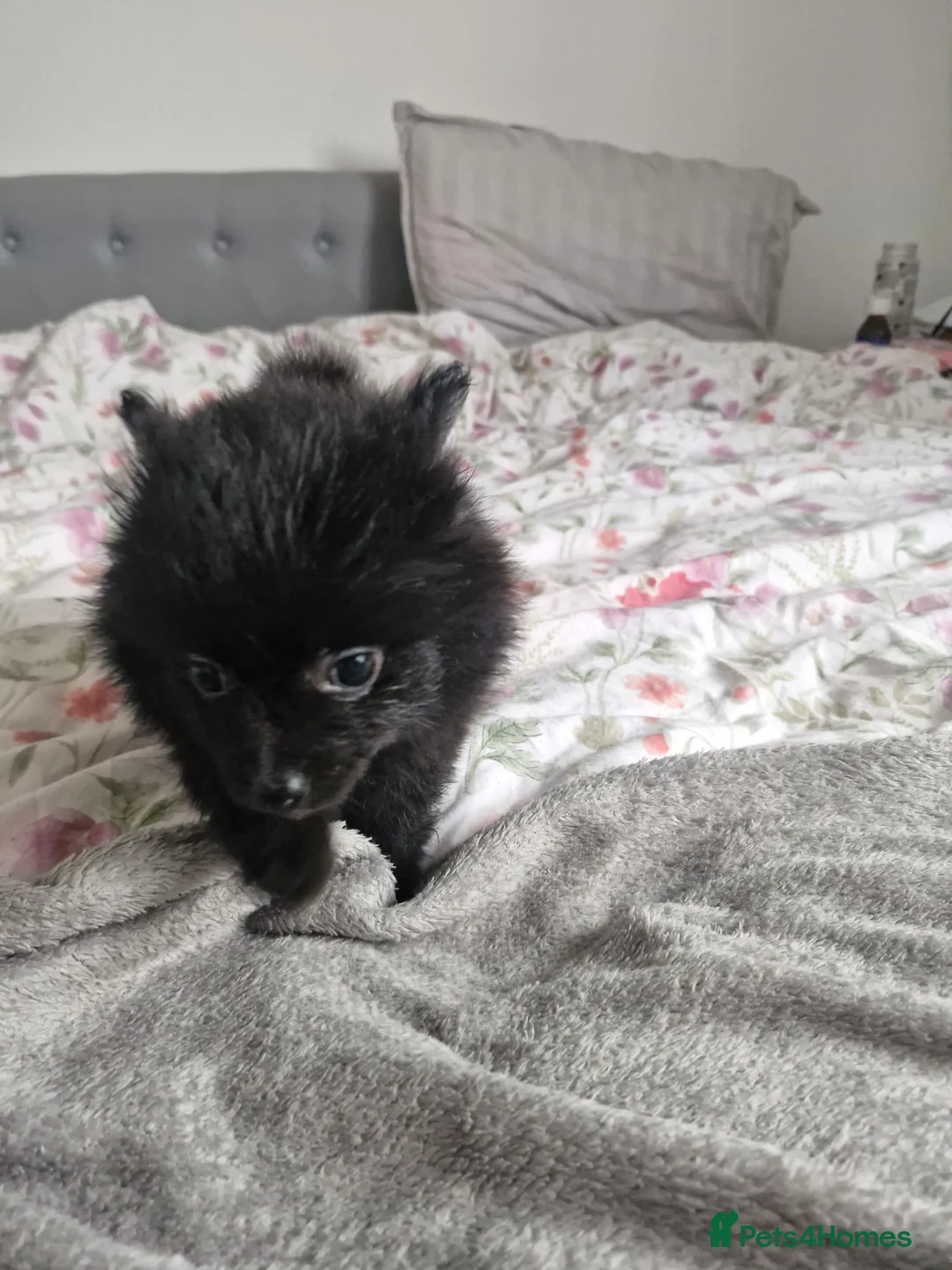 Pomapoo dogs for sale: ✨ Beautiful Pomapoo Puppies – 1,600 ✨ - Advert 19