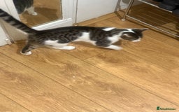 Asian cats for sale: blues  - Advert 2